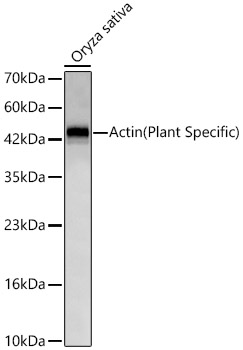 Western blot analysis of lysates from Oryza sativa, using Actin(Plant Specific) Rabbit mAb at 1:10000 dilution.|Secondary antibody: HRP-conjugated Goat anti-Rabbit IgG (H+L) at 1:10000 dilution.|Lysates/proteins: 25μg per lane.|Blocking buffer: 3% nonfat dry milk in TBST.|Detection: ECL Basic Kit.|Exposure time: 10s.