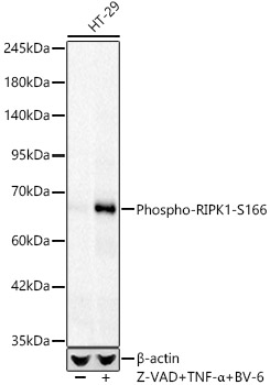 Western blot analysis of lysates from HT-29 cells, using Phospho-RIPK1-S166 Rabbit mAb at 1:4000 dilution. HT-29 cells were treated with Z-VAD (50uM), TNF-α (50ng/ml) and BV-6 (200nM)  at 37℃ for 5 hour.|Secondary antibody: HRP-conjugated Goat anti-Rabbit IgG (H+L) at 1:10000 dilution.|Lysates/proteins: 25μg per lane.|Blocking buffer: 3% nonfat dry milk in TBST.|Detection: ECL Basic Kit.|Exposure time: 30s.
