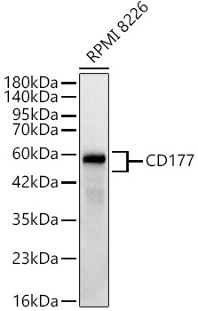 Western blot analysis of lysates from RPMI 8226 cells, using CD177 Rabbit mAb at 1:1000 dilution.|Secondary antibody: HRP-conjugated Goat anti-Rabbit IgG (H+L) at 1:10000 dilution.|Lysates/proteins: 25μg per lane.|Blocking buffer: 3% nonfat dry milk in TBST.|Detection: ECL Basic Kit.|Exposure time: 1s.
