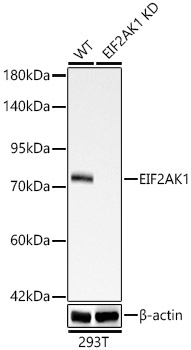 Western blot analysis of lysates from wild type(WT) and EIF2AK1 knockdown (KD) 293T cells, using [KD Validated] EIF2AK1 Rabbit mAb (A24614) at 1:2000 dilution.|Secondary antibody: HRP-conjugated Goat anti-Rabbit IgG (H+L) (AS014) at 1:10000 dilution.|Lysates/proteins: 25ug per lane.|Blocking buffer: 3% nonfat dry milk in TBST.|Detection: ECL Basic Kit (RM00020).|Exposure time: 90s.