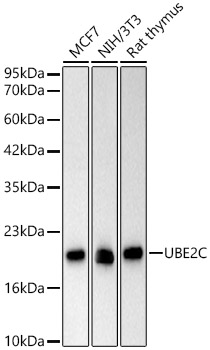 Western blot analysis of various lysates using UBE2C Rabbit mAb (A24740) at 1:2000 dilution.|Secondary antibody: HRP-conjugated Goat anti-Rabbit IgG (H+L) (AS014) at 1:10000 dilution.|Lysates/proteins: 25μg per lane.|Blocking buffer: 3% nonfat dry milk in TBST.|Detection: ECL Basic Kit (RM00020).|Exposure time: 60s.
