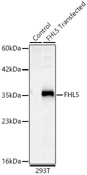 Western blot analysis of lysates from wild type (WT) and 293T cells transfected with FHL5 using FHL5 Rabbit mAb at 1:4000 dilution incubated overnight at 4℃.|Secondary antibody: HRP-conjugated Goat anti-Rabbit IgG (H+L) at 1:10000 dilution.|Lysates/proteins: 25 μg per lane.|Blocking buffer: 3% nonfat dry milk in TBST.|Detection: ECL Basic Kit.|Exposure time: 5 s.