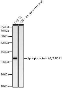 Western blot analysis of various lysates, using Apolipoprotein A1/APOA1 Rabbit mAb at 1:3000 dilution.|Secondary antibody: HRP-conjugated Goat anti-Rabbit IgG (H+L) at 1:10000 dilution.|Lysates/proteins: 25μg per lane.|Blocking buffer: 3% nonfat dry milk in TBST.|Detection: ECL Basic Kit.|Exposure time: 20s.