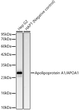 Western blot analysis of various lysates, using Apolipoprotein A1/APOA1 Rabbit mAb at 1:2000 dilution.|Secondary antibody: HRP-conjugated Goat anti-Rabbit IgG (H+L) at 1:10000 dilution.|Lysates/proteins: 25μg per lane.|Blocking buffer: 3% nonfat dry milk in TBST.|Detection: ECL Basic Kit.|Exposure time: 30s.