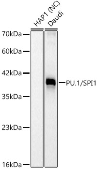 Western blot analysis of various lysates, using PU.1/SPI1 Rabbit mAb at 1:1000 dilution.|Secondary antibody: HRP-conjugated Goat anti-Rabbit IgG (H+L) at 1:10000 dilution.|Lysates/proteins: 25μg per lane.|Blocking buffer: 3% nonfat dry milk in TBST.|Detection: ECL Basic Kit.|Negative control (NC):HAP1|Exposure time: 15s.