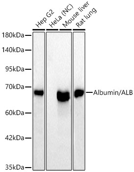Western blot analysis of various lysates using Albumin/ALB Rabbit mAb at 1:1000 dilution.|Secondary antibody: HRP-conjugated Goat anti-Rabbit IgG (H+L) at 1:10000 dilution.|Lysates/proteins: 25 μg per lane.|Blocking buffer: 3% nonfat dry milk in TBST.|Detection: ECL Basic Kit.|Negative control (NC): HeLa.|Exposure time: 10s.