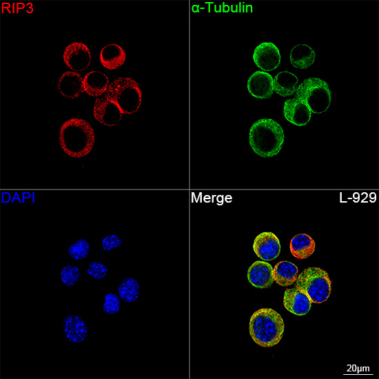 Confocal imaging of L-929 cells using RIP3 Rabbit mAb followed by a further incubation with Cy3 Goat Anti-Rabbit IgG (H+L) (Red). The cells were counterstained with α-Tubulin Mouse mAb followed by incubation with PSFlo 488-conjugated Goat Anti-Mouse IgG (H+L) Ab (Green). DAPI was used for nuclear staining (Blue). Objective: 100x.