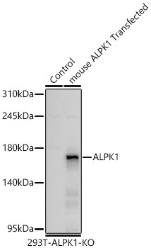 Western blot analysis of lysates from ALPK1 knockout (KO) 293T and ALPK1 knockout (KO) 293T transfected with mouse ALPK1 using ALPK1 Rabbit mAb at 1:7000 dilution.|Secondary antibody: HRP-conjugated Goat anti-Rabbit IgG (H+L) at 1:10000 dilution.|Lysates/proteins: 25 μg per lane.|Blocking buffer: 3% nonfat dry milk in TBST.|Detection: ECL Basic Kit.|Exposure time: 45s.|WB samples for antibody validation are kindly provided by Dr. Feng Shao, NIBS