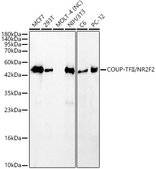 Western blot analysis of various lysates, using COUP-TFII/NR2F2 Rabbit mAb at 1:2000 dilution.|Secondary antibody: HRP-conjugated Goat anti-Rabbit IgG (H+L) at 1:10000 dilution.|Lysates/proteins: 25μg per lane.|Blocking buffer: 3% nonfat dry milk in TBST.|Detection: ECL Basic Kit.|Negative control (NC):MOLT-4|Exposure time: 45s.