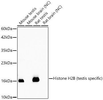 Western blot analysis of various lysates using Histone H2B (testis specific)  Rabbit mAb at 1:5000 dilution.|Secondary antibody: HRP-conjugated Goat anti-Rabbit IgG (H+L) at 1:10000 dilution.|Lysates/proteins: 25 μg per lane.|Blocking buffer: 3% nonfat dry milk in TBST.|Detection: ECL Basic Kit.|Negative control (NC): Mouse brain,Rat brain.|Exposure time: 90s.