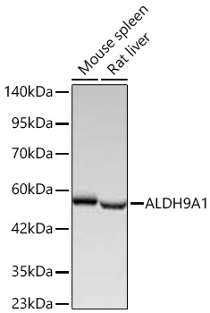 Western blot analysis of various lysates using ALDH9A1 Rabbit mAb at 1:3000 dilution incubated overnight at 4℃.|Secondary antibody: HRP-conjugated Goat anti-Rabbit IgG (H+L) at 1:10000 dilution.|Lysates/proteins: 25 μg per lane.|Blocking buffer: 3% nonfat dry milk in TBST.|Detection: ECL Basic Kit.|Exposure time: 1s.