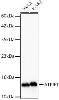 Western blot analysis of various lysates, using ATPIF1 Rabbit mAb at 1:2000 dilution.|Secondary antibody: HRP-conjugated Goat anti-Rabbit IgG (H+L) at 1:10000 dilution.|Lysates/proteins: 25μg per lane.|Blocking buffer: 3% nonfat dry milk in TBST.|Detection: ECL Basic Kit.|Exposure time: 15s.
