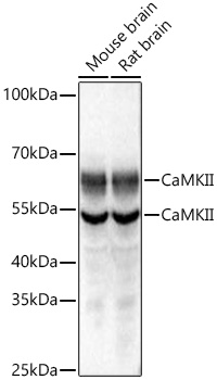 Western blot analysis of various lysates using CaMKII Rabbit mAb at 1:18000 dilution incubated overnight at 4℃.|Secondary antibody: HRP-conjugated Goat anti-Rabbit IgG (H+L) at 1:10000 dilution.|Lysates/proteins: 25 μg per lane.|Blocking buffer: 3% nonfat dry milk in TBST.|Detection: ECL Basic Kit.|Exposure time: 1 s.