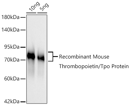 Western blot analysis of lysates from Recombinant Mouse Thrombopoietin/Tpo Protein (RP01665) using Thrombopoietin/Tpo Rabbit mAb (A26325) at 1:1000 dilution incubated overnight at 4℃.|Secondary antibody: HRP-conjugated Goat anti-Rabbit IgG (H+L) (AS014) at 1:10000 dilution.|Lysates/proteins: 10ng,5ng μg per lane.|Blocking buffer: 3% nonfat dry milk in TBST.|Detection: ECL Basic Kit (RM00020).|Exposure time: 20s.