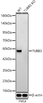 Western blot analysis of lysates from wild type (WT) and βIII-Tubulin knockout (KO) HeLa cells using [KO Validated] βIII-Tubulin Rabbit mAb (A24067) at 1:3000 dilution.|Secondary antibody: HRP-conjugated Goat anti-Rabbit IgG (H+L) (AS014) at 1:10000 dilution.|Lysates/proteins: 25 μg per lane.|Blocking buffer: 3% nonfat dry milk in TBST.|Detection: ECL Basic Kit (RM00020).|Exposure time:20s.