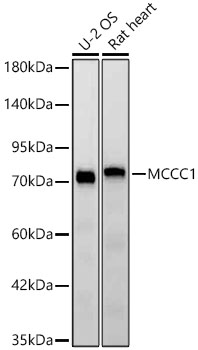 Western blot analysis of various lysates using [KD Validated] MCCC1 Rabbit mAb (A25002) at 1:3000 dilution.|Secondary antibody: HRP-conjugated Goat anti-Rabbit IgG (H+L) (AS014) at 1:10000 dilution.|Lysates/proteins: 25μg per lane.|Blocking buffer: 3% nonfat dry milk in TBST.|Detection: ECL Basic Kit (RM00020).|Exposure time: 45s.
