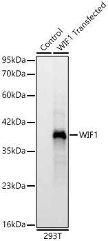 Western blot analysis of lysates from wild type (WT) and 293T cells transfected with WIF1 using WIF1 Rabbit mAb at 1:7000 dilution.|Secondary antibody: HRP-conjugated Goat anti-Rabbit IgG (H+L) at 1:10000 dilution.|Lysates/proteins: 25 μg per lane.|Blocking buffer: 3% nonfat dry milk in TBST.|Detection: ECL Basic Kit.|Negative control (NC): 293T.|Exposure time: 10s.