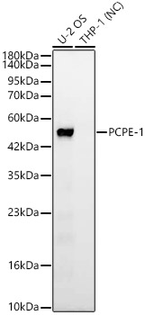 Western blot analysis of various lysates, using PCPE-1 Rabbit mAb at 1:1000 dilution incubated at room temperature for 1.5 hours.|Secondary antibody: HRP-conjugated Goat anti-Rabbit IgG (H+L) at 1:10000 dilution.|Lysates/proteins: 25 μg per lane.|Blocking buffer: 3% nonfat dry milk in TBST.|Detection: ECL Basic Kit.|Negative control (NC):THP-1.|Exposure time: 30 s.