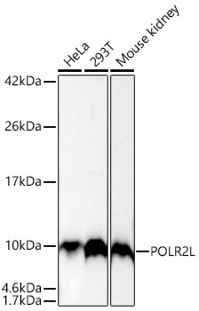 Western blot analysis of various lysates using [KD Validated] POLR2L Rabbit mAb (A25872) at 1:2200 dilution incubated overnight at 4℃.|Secondary antibody: HRP-conjugated Goat anti-Rabbit IgG (H+L) (AS014) at 1:10000 dilution.|Lysates/proteins: 25 μg per lane.|Blocking buffer: 3% nonfat dry milk in TBST.|Detection: ECL Basic Kit (RM00020).|Exposure time: 15s.