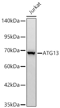 Western blot analysis of lysates from Jurkat cells using ATG13 Rabbit mAb at 1:1000 dilution incubated overnight at 4℃.|Secondary antibody: HRP-conjugated Goat anti-Rabbit IgG (H+L) at 1:10000 dilution.|Lysates/proteins: 25 μg per lane.|Blocking buffer: 3% nonfat dry milk in TBST.|Detection: ECL Basic Kit.|Exposure time: 60 s.