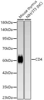 Western blot analysis of various lysates, using CD4 Rabbit mAb at 1:1000 dilution.|Secondary antibody: HRP-conjugated Goat anti-Rabbit IgG (H+L) at 1:10000 dilution.|Lysates/proteins: 25μg per lane.|Blocking buffer: 3% nonfat dry milk in TBST.|Detection: ECL Basic Kit.|Negative control (NC) :NIH/3T3|Exposure time: 180s.