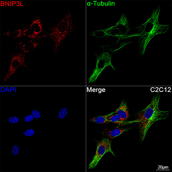 Confocal imaging of C2C12 cells using BNIP3L Rabbit mAb followed by a further incubation with Cy3 Goat Anti-Rabbit IgG (H+L) (Red). The cells were counterstained with α-Tubulin Mouse mAb followed by incubation with PSFlo 488-conjugated Goat Anti-Mouse IgG (H+L) Ab (Green). DAPI was used for nuclear staining (Blue). Objective: 100x.