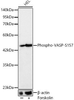 Western blot analysis of lysates from HEL cells, using Phospho-VASP-S157 Rabbit mAb at 1:3000 dilution. HEL cells were treated with Forskolin (30 uM) at 37℃ for 30 minutes after serum-starvation overnight.|Secondary antibody: HRP-conjugated Goat anti-Rabbit IgG (H+L) at 1:10000 dilution.|Lysates/proteins: 25μg per lane.|Blocking buffer: 3% nonfat dry milk in TBST.|Detection: ECL Basic Kit.|Exposure time: 10s.
