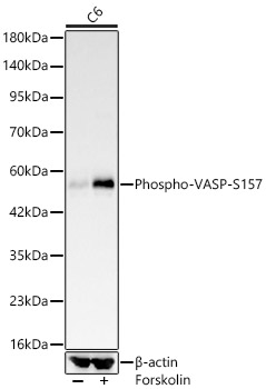Western blot analysis of lysates from C6 cells, using Phospho-VASP-S157 Rabbit mAb at 1:4000 dilution. C6 cells were treated with Forskolin (30 uM) at 37℃ for 30 minutes after serum-starvation overnight.|Secondary antibody: HRP-conjugated Goat anti-Rabbit IgG (H+L) at 1:10000 dilution.|Lysates/proteins: 25μg per lane.|Blocking buffer: 3% nonfat dry milk in TBST.|Detection: ECL Basic Kit.|Exposure time: 45s.