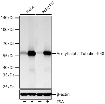 Western blot analysis of lysates from  cells using Acetyl-alpha Tubulin -K40 Rabbit mAb at 1:10000 dilution incubated overnight at 4℃. HeLa cells and NIH/3T3 cells were treated with TSA (1 uM) at 37℃ for 18 hours.|Secondary antibody: HRP-conjugated Goat anti-Rabbit IgG (H+L) at 1:10000 dilution.|Lysates/proteins: 30 μg per lane.| Blocking buffer: 3% nonfat dry milk in TBST.| Detection: ECL Basic Kit.| Exposure time: 10 s.