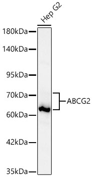 Western blot analysis of lysates from Hep G2 cells using ABCG2 Rabbit mAb at 1:3700 dilution incubated overnight at 4℃.|Secondary antibody: HRP-conjugated Goat anti-Rabbit IgG (H+L) at 1:10000 dilution.|Lysates/proteins: 25 μg per lane.|Blocking buffer: 3% nonfat dry milk in TBST.|Detection: ECL Basic Kit.|Exposure time: 15s.