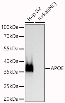 Western blot analysis of various lysates using APOE Rabbit mAb at 1:11000 dilution incubated overnight at 4℃.|Secondary antibody: HRP-conjugated Goat anti-Rabbit IgG (H+L) at 1:10000 dilution.|Lysates/proteins: 25 μg per lane.|Blocking buffer: 3% nonfat dry milk in TBST.|Detection: ECL Basic Kit.|Negative control (NC): Jurkat|Exposure time: 1s.