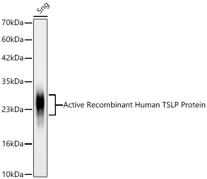 Western blot analysis of lysates from Active Recombinant Human TSLP Protein (RP01172) using TSLP Rabbit mAb (A27205) at 1:1000 dilution incubated overnight at 4℃.|Secondary antibody: HRP-conjugated Goat anti-Rabbit IgG (H+L) (AS014) at 1:10000 dilution.|Lysates/proteins: 5ng per lane.|Blocking buffer: 3% nonfat dry milk in TBST.|Detection: ECL Basic Kit (RM00020).|Exposure time: 60s.