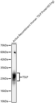 Western blot analysis of Active Recombinant Human TSLP Protein  using TSLP Rabbit mAb at 1:1000 dilution.|Secondary antibody: HRP-conjugated Goat anti-Rabbit IgG (H+L) at 1:10000 dilution.|Lysates/proteins: 0.5ng per lane.|Blocking buffer: 3% nonfat dry milk in TBST.|Detection: ECL Basic Kit.|Exposure time: 45s.