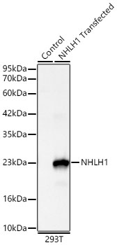 Western blot analysis of lysates from wild type (WT) and 293T cells transfected with NHLH1, using NHLH1 Rabbit mAb at 1:1000 dilution.|Secondary antibody: HRP-conjugated Goat anti-Rabbit IgG (H+L) at 1:10000 dilution.|Lysates/proteins: 25μg per lane.|Blocking buffer: 3% nonfat dry milk in TBST.|Detection: ECL Basic Kit.|Exposure time: 15s.