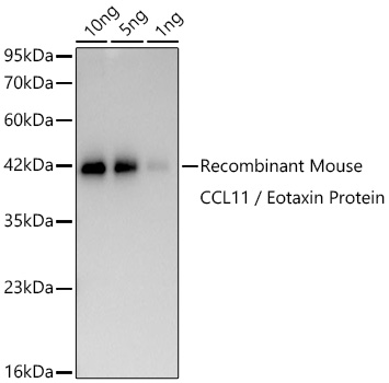 Western blot analysis of lysates from Recombinant Mouse CCL11 / Eotaxin Protein  using CCL11 / Eotaxin Rabbit mAb at 1:1000 dilution incubated overnight at 4℃.|Secondary antibody: HRP-conjugated Goat anti-Rabbit IgG (H+L) at 1:10000 dilution.|Lysates/proteins: 10ng,5ng,1ng μg per lane.|Blocking buffer: 3% nonfat dry milk in TBST.|Detection: ECL Basic Kit.|Exposure time: 20s.
