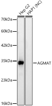 Western blot analysis of various lysates, using AGMAT Rabbit mAb at 1:5000 dilution incubated overnight at 4℃.|Secondary antibody: HRP-conjugated Goat anti-Rabbit IgG (H+L) at 1:10000 dilution.|Lysates/proteins: 25 μg per lane.|Blocking buffer: 3% nonfat dry milk in TBST.|Detection: ECL Basic Kit.|Negative control (NC): HAP1.|Exposure time: 10 s.