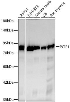 Western blot analysis of various lysates using [KO Validated] PCIF1 Rabbit mAb (A24070) at 1:1000 dilution.| Secondary antibody: HRP-conjugated Goat anti-Rabbit IgG (H+L) (AS014) at 1:10000 dilution.| Lysates / proteins: 25 μg per lane.| Blocking buffer: 3 % nonfat dry milk in TBST.| Detection: ECL Basic Kit (RM00020).| Exposure time: 45s.