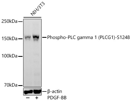 Western blot analysis of lysates from NIH/3T3 cells using Phospho-PLC gamma 1 (PLCG1)-S1248 Rabbit mAb at 1:3000 dilution incubated overnight at 4℃. NIH/3T3 cells were treated by PDGF-BB (100 ng/ml) for 30 minutes. | Secondary antibody: HRP-conjugated Goat anti-Rabbit IgG (H+L) at 1:10000 dilution.|Lysates/proteins: 30 μg per lane.| Blocking buffer: 3 % nonfat dry milk in TBST.| Detection: ECL Basic Kit.| Exposure time: 30s.