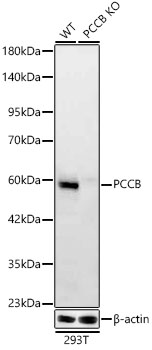Western blot analysis of lysates from wild type (WT) and PCCB knockout (KO) 293T cells, using [KO Validated] PCCB (A24917) at 1:6000 dilution.|Secondary antibody: HRP-conjugated Goat anti-Rabbit IgG (H+L) (AS014) at 1:10000 dilution.|Lysates/proteins: 25ug per lane.|Blocking buffer: 3% nonfat dry milk in TBST.|Detection: ECL Basic Kit (RM00020).|Exposure time: 90s.