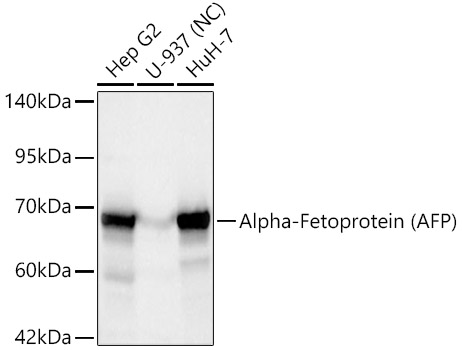 Western blot analysis of various lysates using Alpha-Fetoprotein Rabbit mAb at 1:1000 dilution.|Secondary antibody: HRP-conjugated Goat anti-Rabbit IgG (H+L) at 1:10000 dilution.|Lysates/proteins: 25μg per lane.|Blocking buffer: 3% nonfat dry milk in TBST.|Detection: ECL Basic Kit.|Negative control (NC): U-937|Exposure time: 10s.