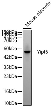 Western blot analysis of lysates from Mouse placenta using Yipf6 Rabbit mAb (A25920) at 1:1000 dilution incubated overnight at 4℃.|Secondary antibody: HRP-conjugated Goat anti-Rabbit IgG (H+L) (AS014) at 1:10000 dilution.|Lysates/proteins: 25 μg per lane.|Blocking buffer: 3% nonfat dry milk in TBST.|Detection: ECL Basic Kit (RM00020).|Exposure time: 90s.