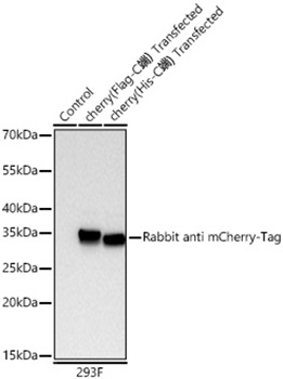 Western blot analysis of lysates from wild type (WT) and 293F cells transfected with mCherry using Rabbit anti mCherry-Tag mAb at 1:20000 dilution incubated overnight at 4℃.|Secondary antibody: HRP-conjugated Goat anti-Rabbit IgG (H+L) at 1:10000 dilution.|Lysates/proteins: 20 μg per lane.|Blocking buffer: 3% nonfat dry milk in TBST.|Detection: ECL Basic Kit|.Exposure time: 45s.