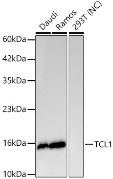Western blot analysis of various lysates using TCL1 Rabbit mAb at 1:1000 dilution.|Secondary antibody: HRP-conjugated Goat anti-Rabbit IgG (H+L) at 1:10000 dilution.|Lysates/proteins: 25μg per lane.|Blocking buffer: 3% nonfat dry milk in TBST.|Detection: ECL Basic Kit.|Negative control (NC): 293T|Exposure time: 20s.