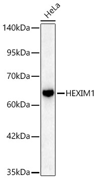 Western blot analysis of lysates from HeLa cells using HEXIM1 Rabbit mAb at 1:1000 dilution.|Secondary antibody: HRP-conjugated Goat anti-Rabbit IgG (H+L) at 1:10000 dilution.|Lysates/proteins: 25 μg per lane.|Blocking buffer: 3% nonfat dry milk in TBST.|Detection: ECL Basic Kit.|Exposure time: 25s.