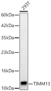 Western blot analysis of lysates from 293T cells using [KD Validated] TIMM13 Rabbit mAb (A25135) at 1:1000 dilution.|Secondary antibody: HRP-conjugated Goat anti-Rabbit IgG (H+L) (AS014) at 1:10000 dilution.|Lysates/proteins: 25 μg per lane.|Blocking buffer: 3% nonfat dry milk in TBST.|Detection: ECL Basic Kit (RM00020).|Exposure time: 90s.