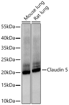 Western blot analysis of various lysates using Claudin 5 Rabbit mAb at 1:2000 dilution incubated overnight at 4℃.|Secondary antibody: HRP-conjugated Goat anti-Rabbit IgG (H+L) at 1:10000 dilution.|Lysates/proteins: 25 μg per lane.|Blocking buffer: 3% nonfat dry milk in TBST.|Detection: ECL Basic Kit.|Exposure time: 1s.
