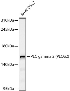 Western blot analysis of lysates from RAW 264.7 cells using PLC gamma 2 (PLCG2) Rabbit mAb at 1:1000 dilution.|Secondary antibody: HRP-conjugated Goat anti-Rabbit IgG (H+L) at 1:10000 dilution.|Lysates/proteins: 25μg per lane.|Blocking buffer: 3% nonfat dry milk in TBST.|Detection: ECL Basic Kit.|Exposure time: 90s.