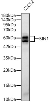 Western blot analysis of lysates from C2C12 cells using BIN1 Rabbit mAb at 1:3000 dilution.|Secondary antibody: HRP-conjugated Goat anti-Rabbit IgG (H+L) at 1:10000 dilution.|Lysates/proteins: 25 μg per lane.|Blocking buffer: 3% nonfat dry milk in TBST.|Detection: ECL Basic Kit.|Exposure time:20s.