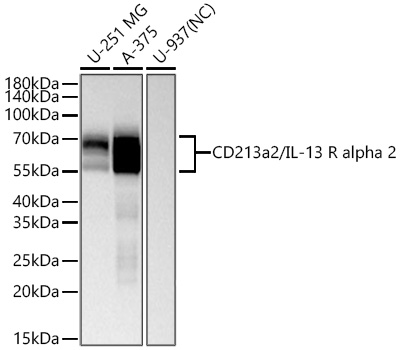 Western blot analysis of various lysates using CD213a2/IL-13 R alpha 2 Rabbit mAb at 1:5000 dilution incubated overnight at 4℃.|Secondary antibody: HRP-conjugated Goat anti-Rabbit IgG (H+L) at 1:10000 dilution.|Lysates/proteins: 25 μg per lane.|Blocking buffer: 3% nonfat dry milk in TBST.|Detection: ECL Basic Kit.|Negative control (NC): U-937|Exposure time: 30s.