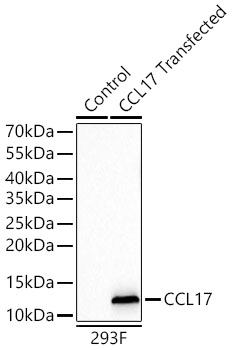 Western blot analysis of lysates from wild type (WT) and 293F cells transfected with CCL17 using CCL17 Rabbit mAb at 1:1000 dilution incubated overnight at 4℃.|Secondary antibody: HRP-conjugated Goat anti-Rabbit IgG (H+L) at 1:10000 dilution.|Lysates/proteins: 20 μg per lane.|Blocking buffer: 3% nonfat dry milk in TBST.|Detection: ECL Basic Kit|.Exposure time: 20s.